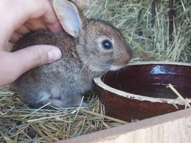 別荘 U Eriky Hrabušice